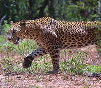 Leopard